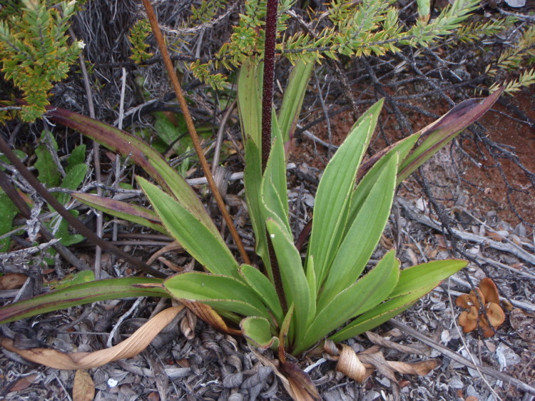 Plantago hawaiensis
