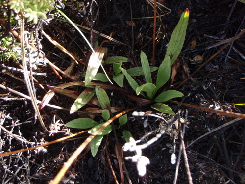 Plantago hawaiensis
