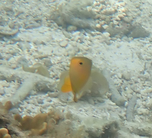 Lemon Damsel