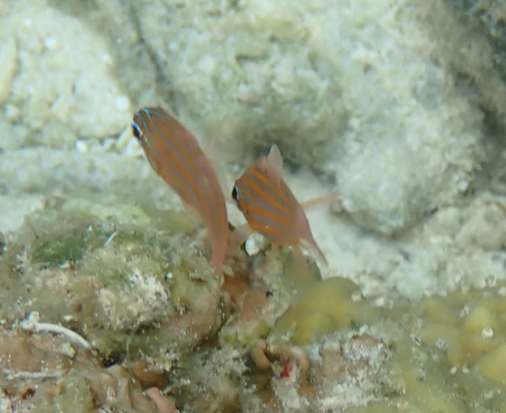 Blue-lined Cardinalfish