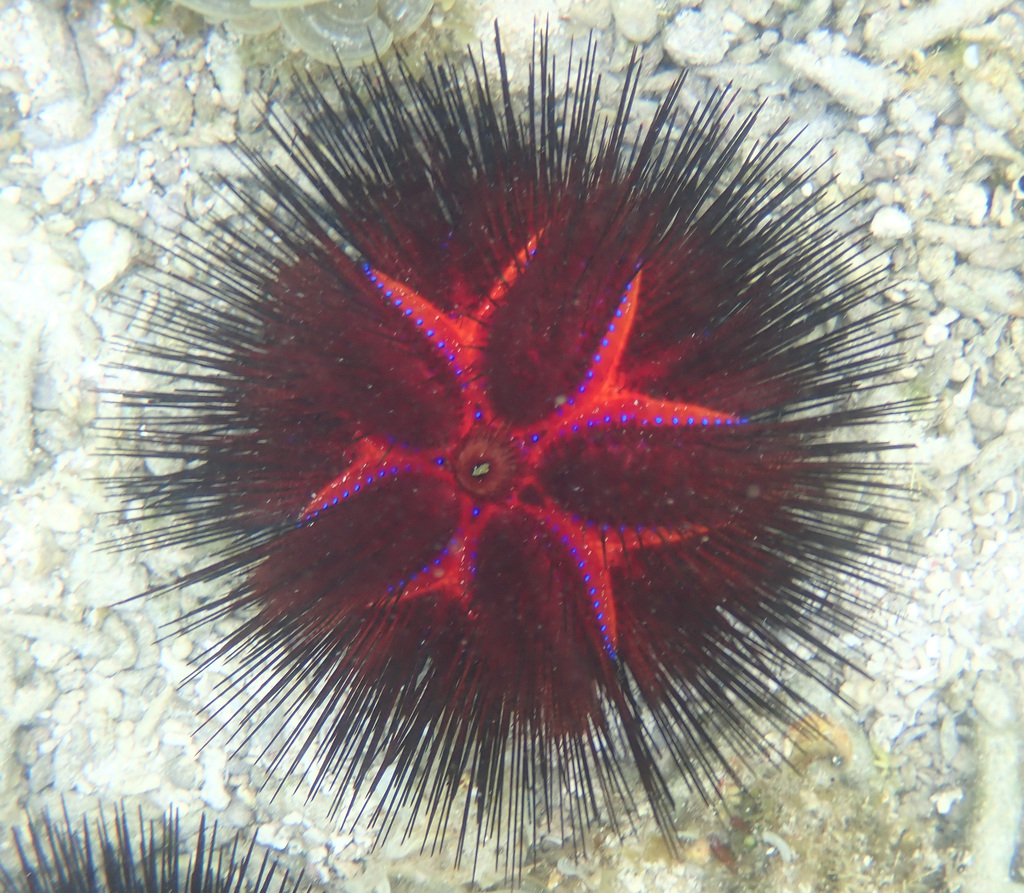 Blue-spotted Urchin