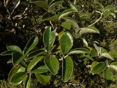Brachyglottis buchananii
