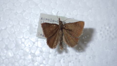 Phytometra viridaria