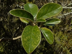 Brachyglottis buchananii