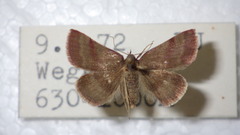 Phytometra viridaria