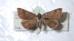 Phytometra viridaria
