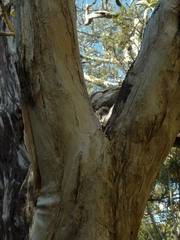 Brachyglottis buchananii