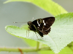 Hyarotis adrastus