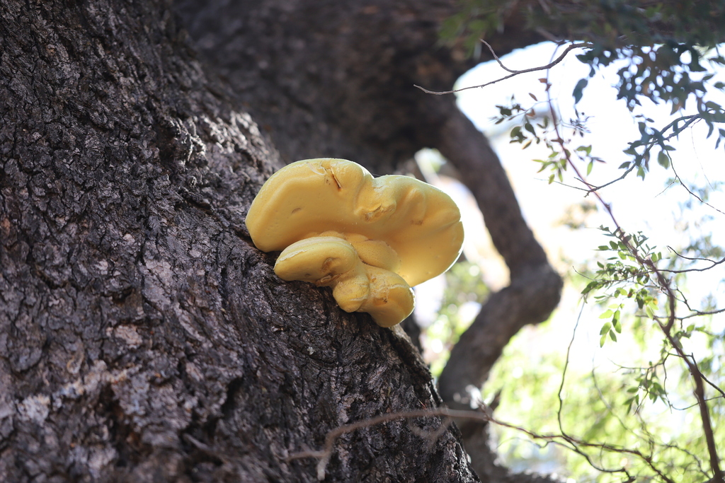 Laetiporus portentosus · April 2023 · photo: © steven-cyclist (iNaturalist, cc-by)