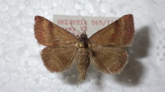 Phytometra viridaria