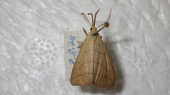 Polypogon tentacularia