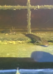 Lissotriton