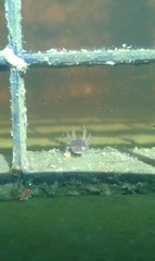 Lissotriton