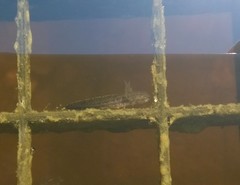 Lissotriton