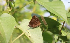 Arhopala centaurus centaurus