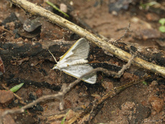 Pylartes subcostalis