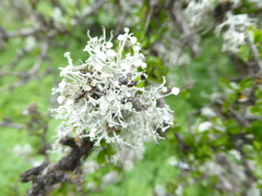 Ramalina glaucescens