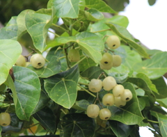 Hernandia nymphaeifolia