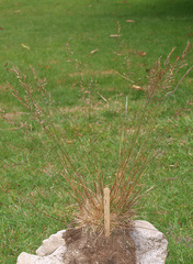 Festuca rubra commutata