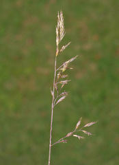 Festuca rubra commutata