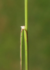 Festuca rubra commutata