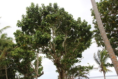 Hernandia nymphaeifolia