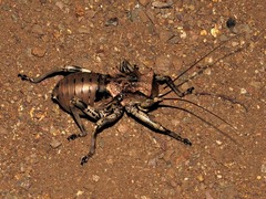 Enyaliopsis transvaalensis