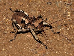 Enyaliopsis transvaalensis