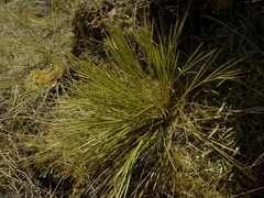 Aciphylla lyallii