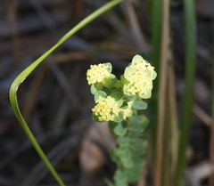 Pimelea flava flava