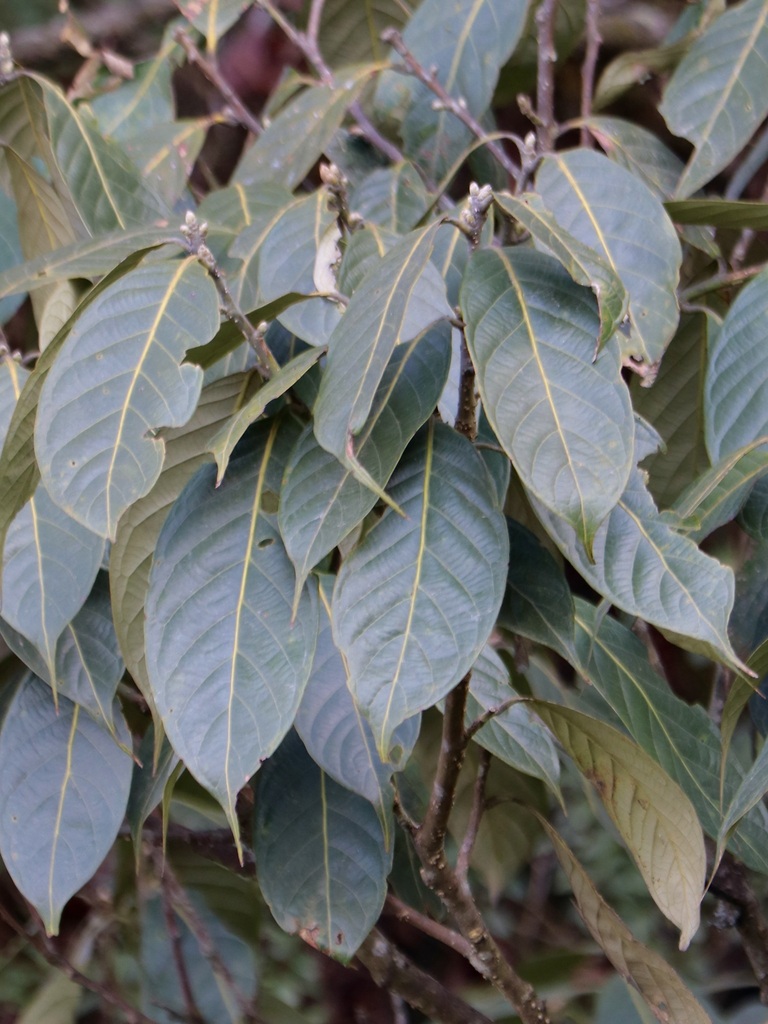 Lithocarpus pachyphyllus (Lithocarpus pachyphyllus)