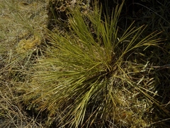 Aciphylla lyallii
