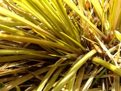 Aciphylla lyallii