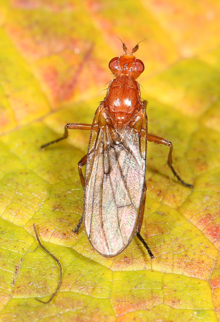 Paradryomyza setosa