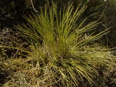 Aciphylla lyallii