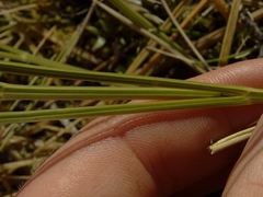 Aciphylla lyallii