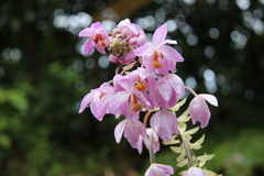 Spathoglottis pacifica