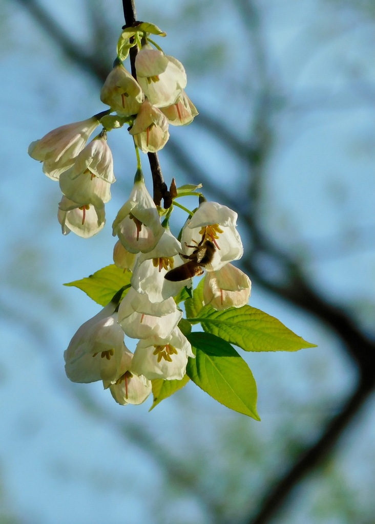 Halesia carolina, North Carolina, US