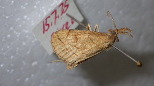 Herminie ochracée (L')