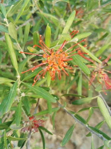 Grevillea olivacea, photograph 6