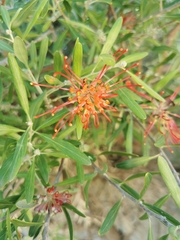 Grevillea olivacea, photograph (c) Richard Camilleri, some rights reserved (CC BY)