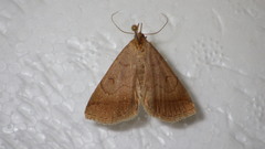Zanclognatha lunalis