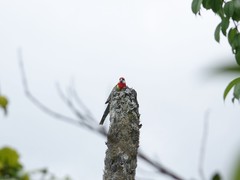 Platycercus eximius eximius