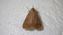 Zanclognatha lunalis