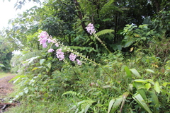 Spathoglottis pacifica