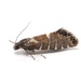 Glyphipterix nigromarginata - Photo (c) りなべる, some rights reserved (CC BY-NC-ND), uploaded by りなべる