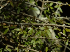 Coprosma decurva