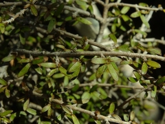 Coprosma decurva