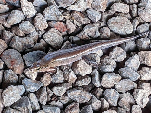 Sphenomorphus jobiensis observed 2023-04-06