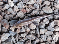 Yapen Forest Skink photo 3